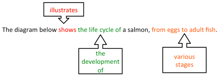 Bài mẫu IELTS Writing Task 1 Process - Life cycle of a salmon - IELTS ...