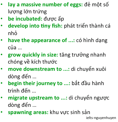 ielts-writing-task-1-process-life-cycle-of-a-salmon-4