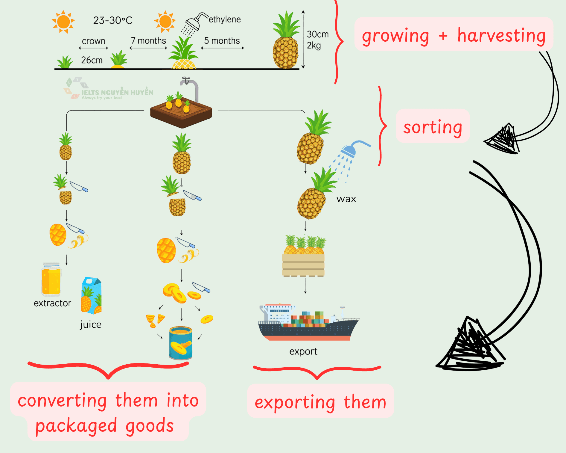 ielts-process-of-growing-and-preparing-pineapples