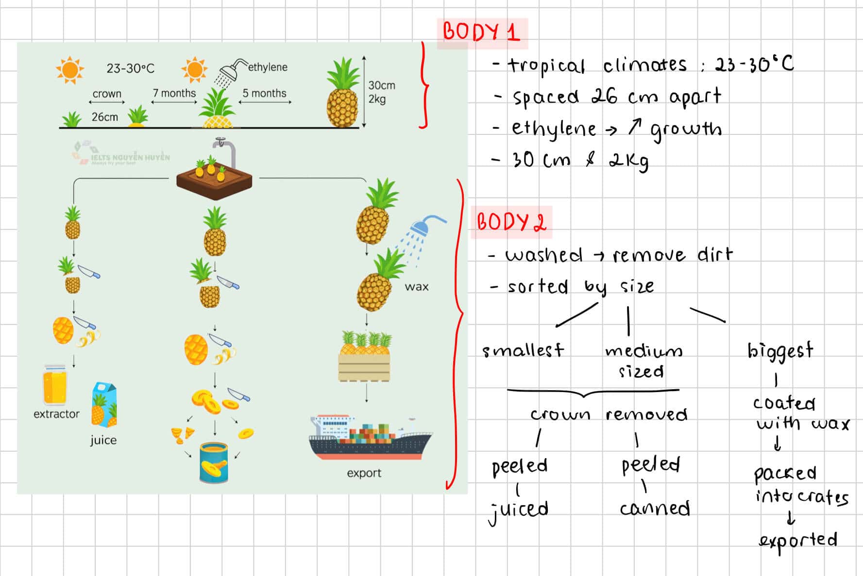 ielts-process-pineapples