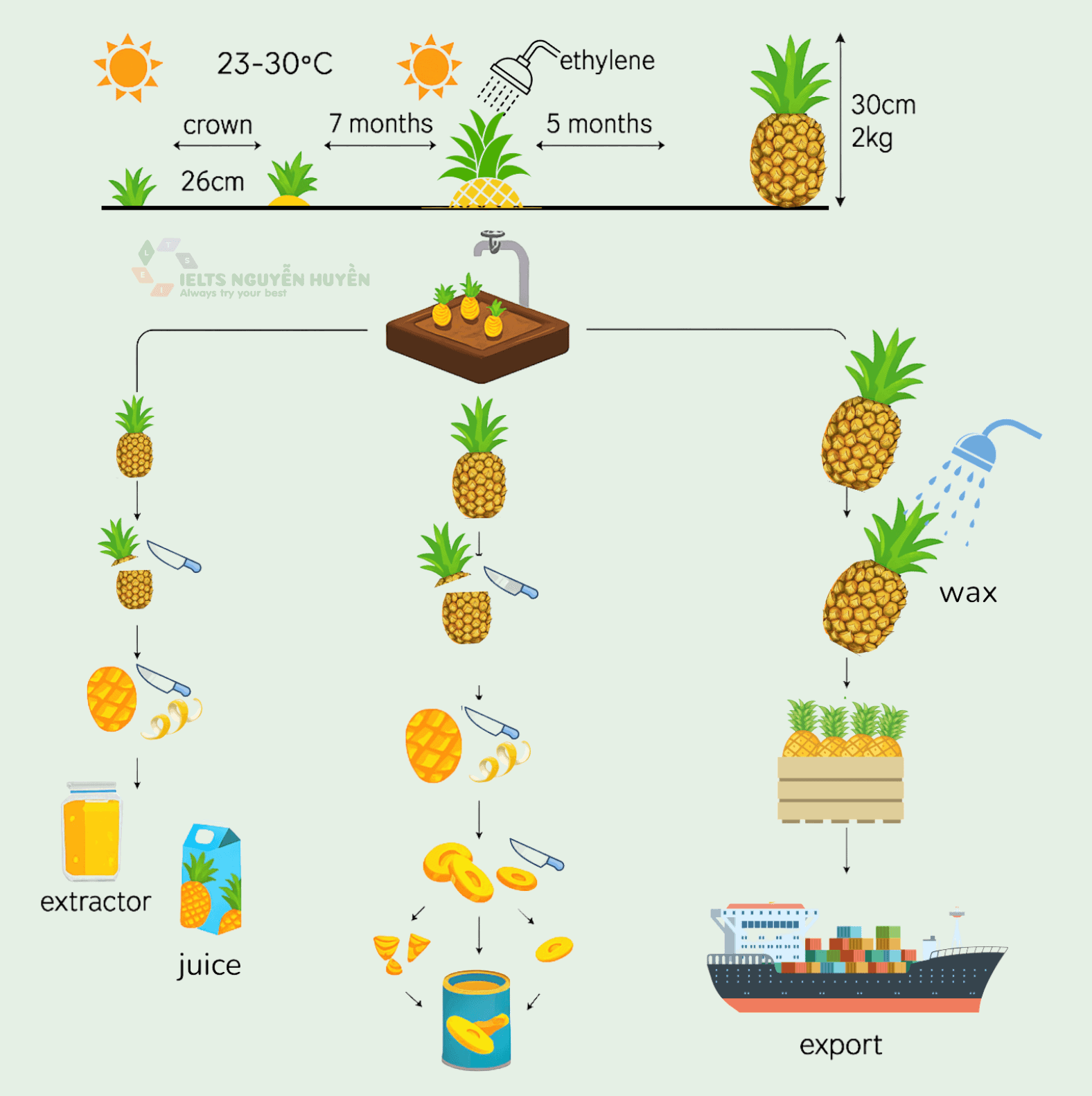 ielts-writing-task-1-pineapple-process