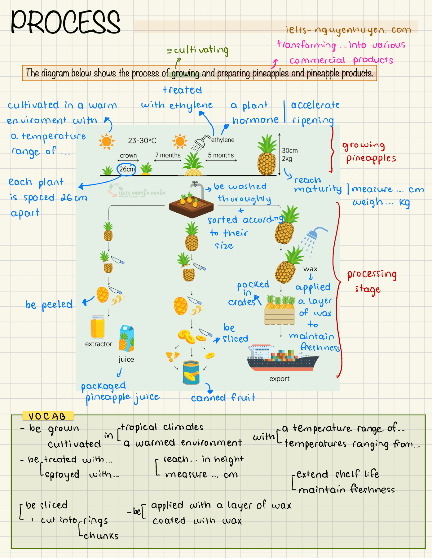 pineapple-process-ielts-writing