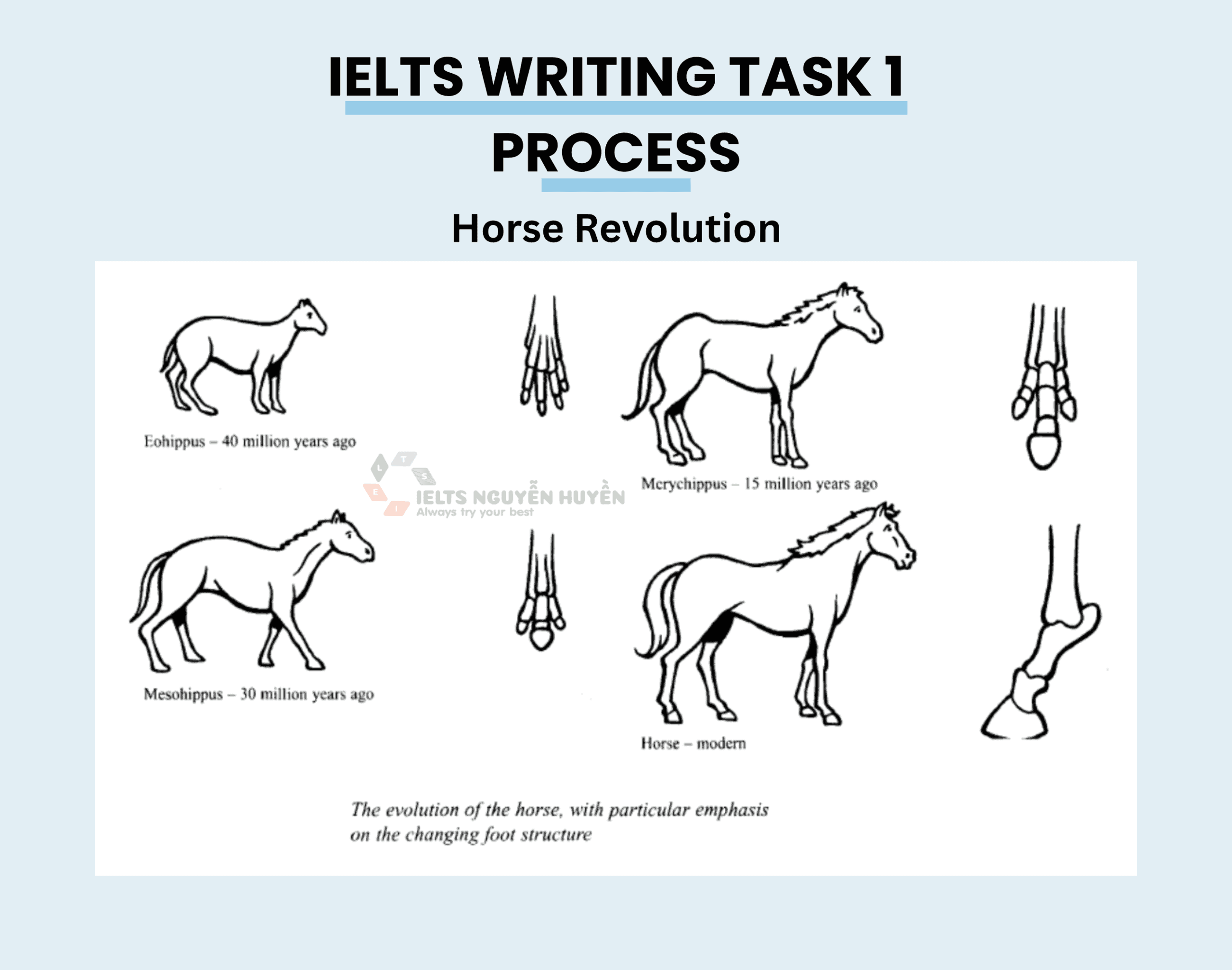 IELTS-Writing-Task-1-Horse-Revolution